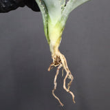 【DRAGON AGAVE】アガベ 甲蟹×屈原 EC1277