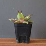 【DRAGON AGAVE】アガベ  霍利達 × 026 　EC2814