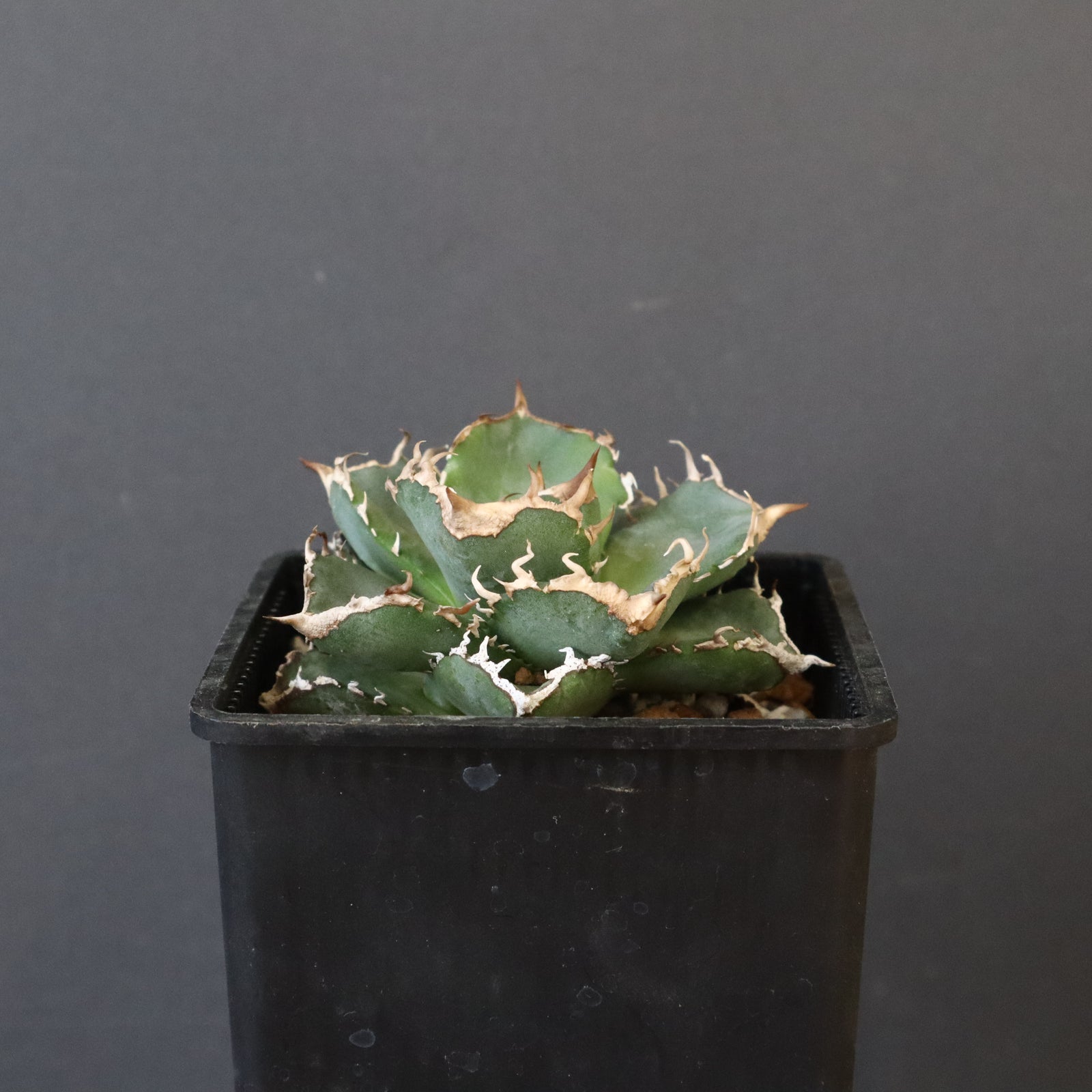 DRAGON AGAVE】アガベ 清櫻 EC1005 – TaiShoDo ONLINE SHOP
