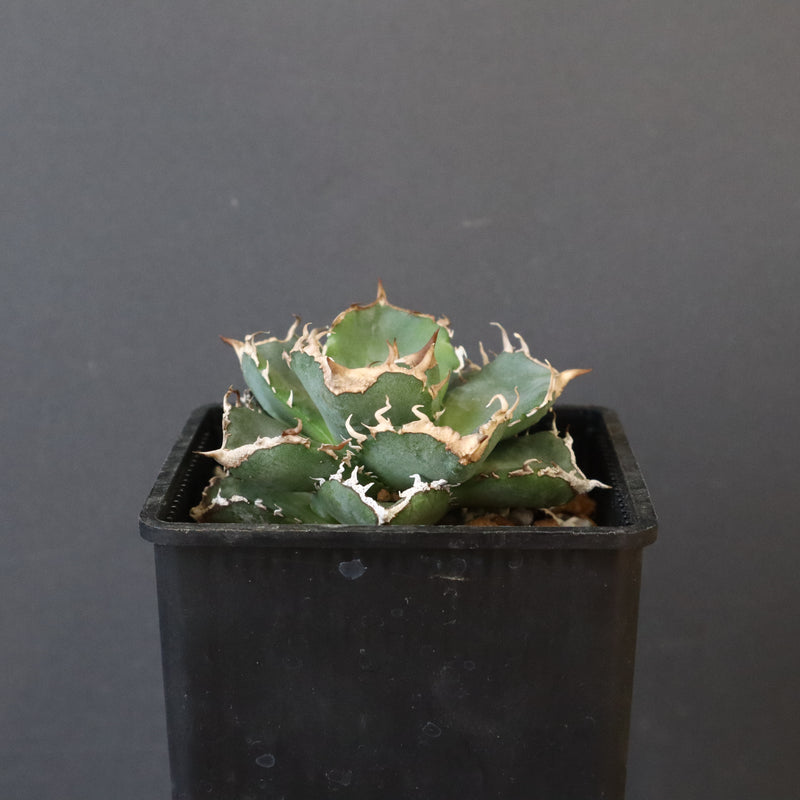 【DRAGON AGAVE】アガベ 清櫻　EC1005