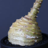 P.ウィンゾリー 74