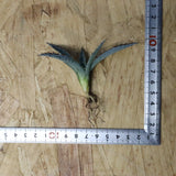 【DRAGON AGAVE】アガベ 甲蟹×屈原 EC1277