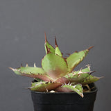 【DRAGON AGAVE】アガベ  霍利達 × 026 　EC2814