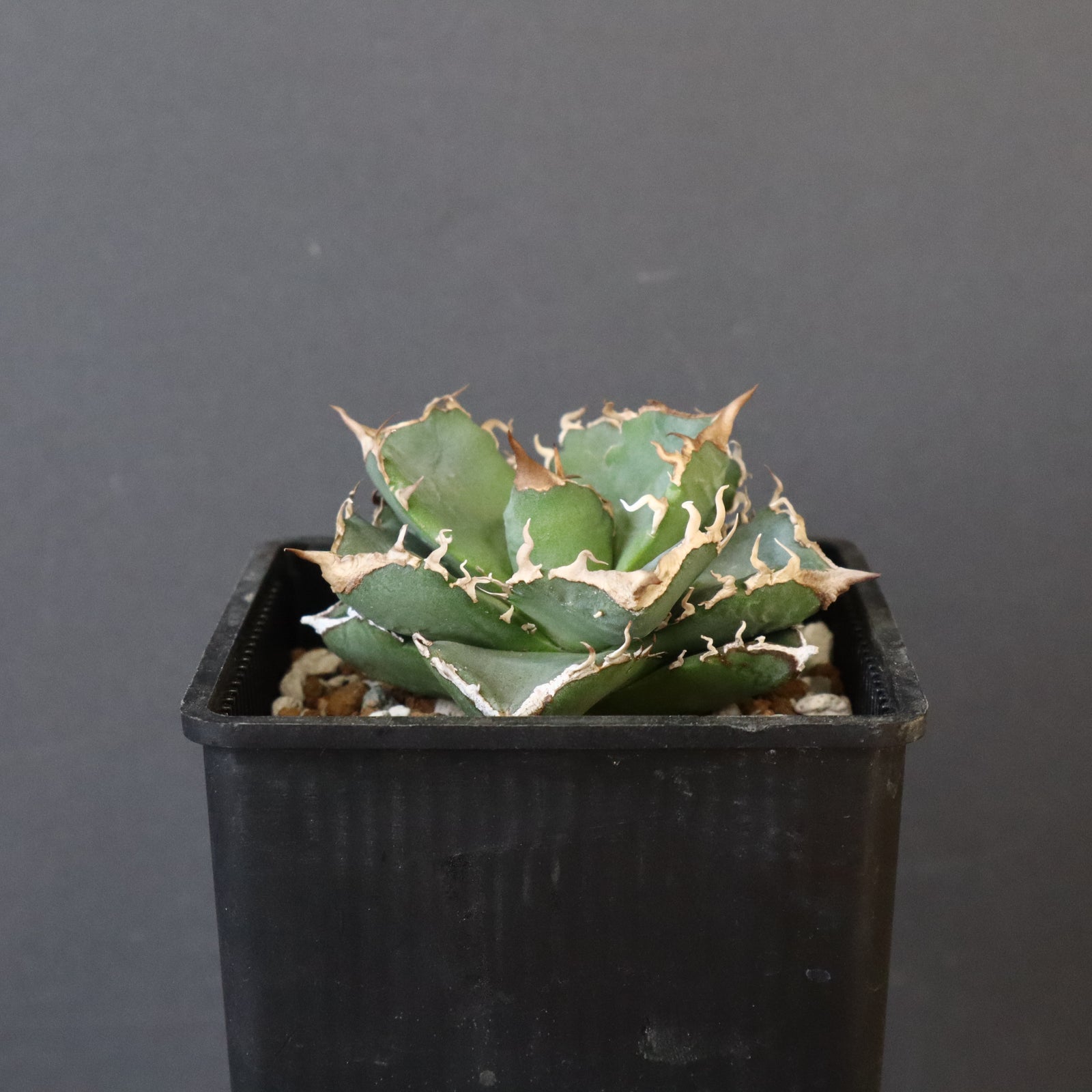 DRAGON AGAVE】アガベ 清櫻 EC1005 – TaiShoDo ONLINE SHOP