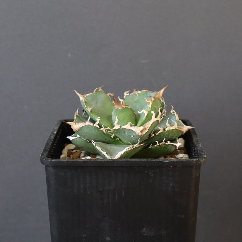 【DRAGON AGAVE】アガベ 清櫻　EC1005