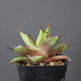 【DRAGON AGAVE】アガベ  霍利達 × 026 　EC2814