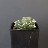 【DRAGON AGAVE】アガベ 清櫻　EC1005