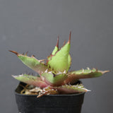 【DRAGON AGAVE】アガベ  霍利達 × 026 　EC2814