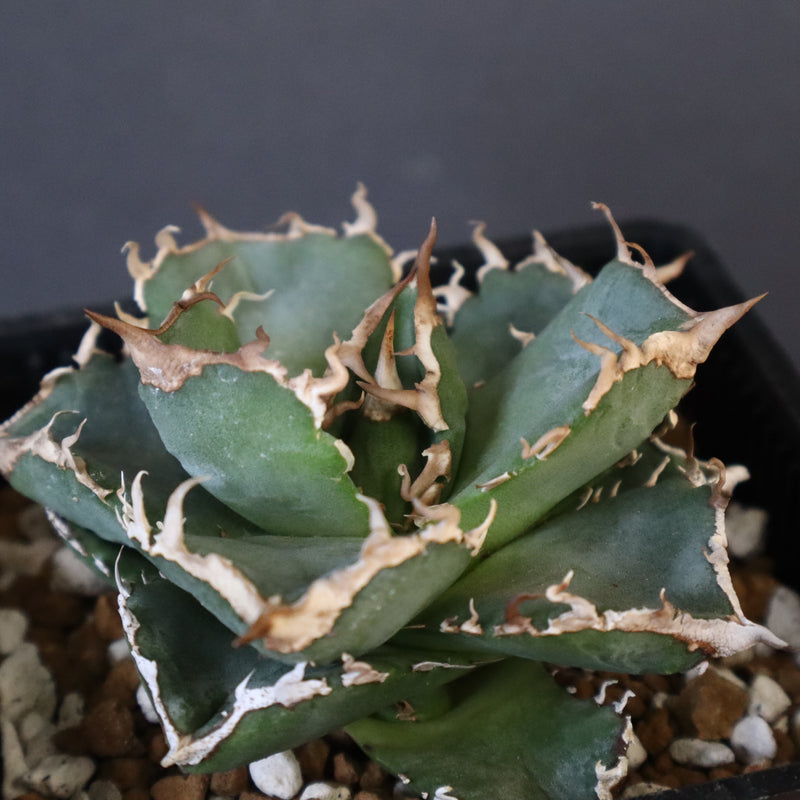 【DRAGON AGAVE】アガベ 清櫻　EC1005