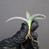 【DRAGON AGAVE】アガベ 甲蟹×屈原 EC1278