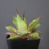 【DRAGON AGAVE】アガベ  霍利達 × 026 　EC2814