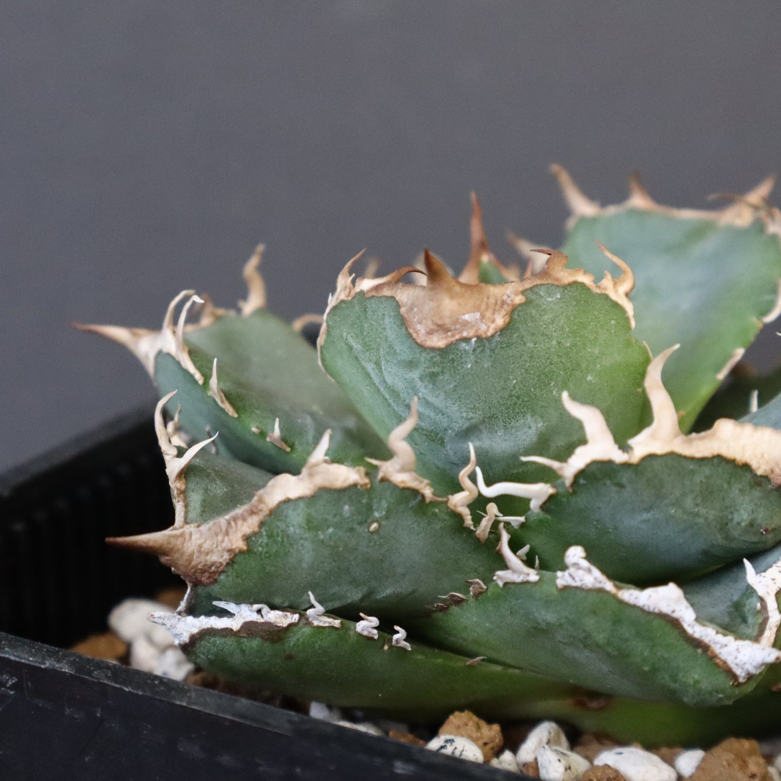 DRAGON AGAVE】アガベ 清櫻 EC1005 – TaiShoDo ONLINE SHOP