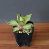 【DRAGON AGAVE】アガベ  霍利達 × 026 　EC2814