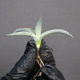 【DRAGON AGAVE】アガベ 甲蟹×屈原 EC1278