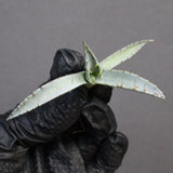 【DRAGON AGAVE】アガベ 甲蟹×屈原 EC1278