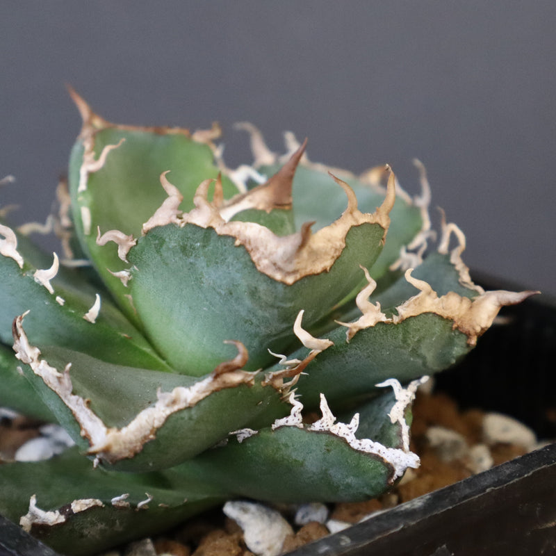 【DRAGON AGAVE】アガベ 清櫻　EC1005