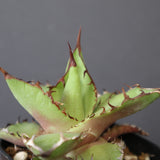【DRAGON AGAVE】アガベ  霍利達 × 026 　EC2814