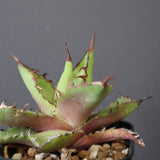 【DRAGON AGAVE】アガベ  霍利達 × 026 　EC2814