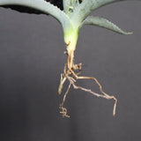 【DRAGON AGAVE】アガベ 甲蟹×屈原 EC1278