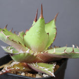 【DRAGON AGAVE】アガベ  霍利達 × 026 　EC2814