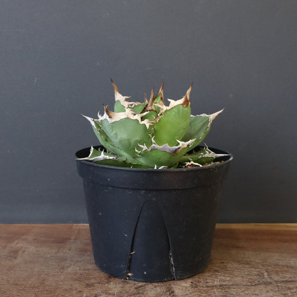 アガベ 黒犀牛　（dragon agaveダグ付き） DRAGON AGAVE】アガベ 黒犀牛 EC1006 – TaiShoDo ONLINE SHOP