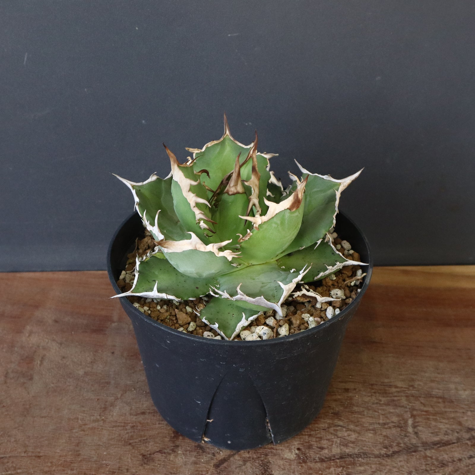 アガベ 黒犀牛　（dragon agaveダグ付き） DRAGON AGAVE】アガベ 黒犀牛 EC1006 – TaiShoDo ONLINE SHOP