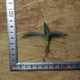 【DRAGON AGAVE】アガベ 甲蟹×屈原 EC1278