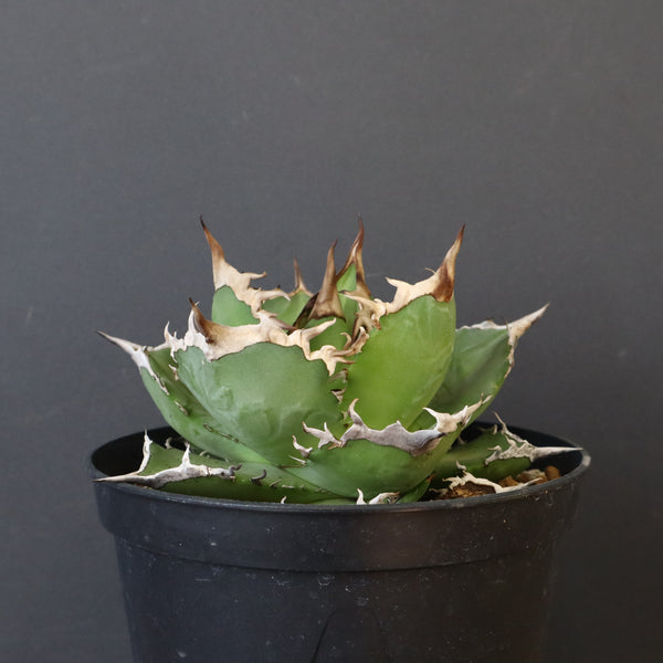 【DRAGON AGAVE】アガベ 黒犀牛　EC1006