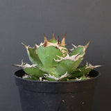 【DRAGON AGAVE】アガベ 黒犀牛　EC1006