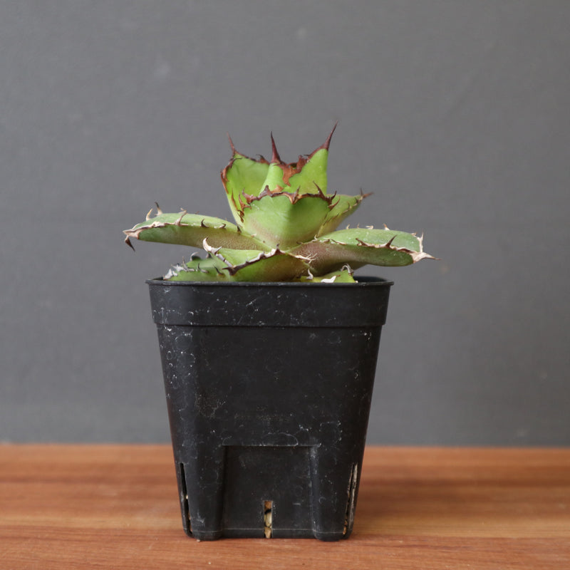 DRAGON AGAVE】アガベ 霍利達 × 026 EC2813 – TaiShoDo ONLINE SHOP