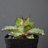 【DRAGON AGAVE】アガベ  霍利達 × 026　 EC2813