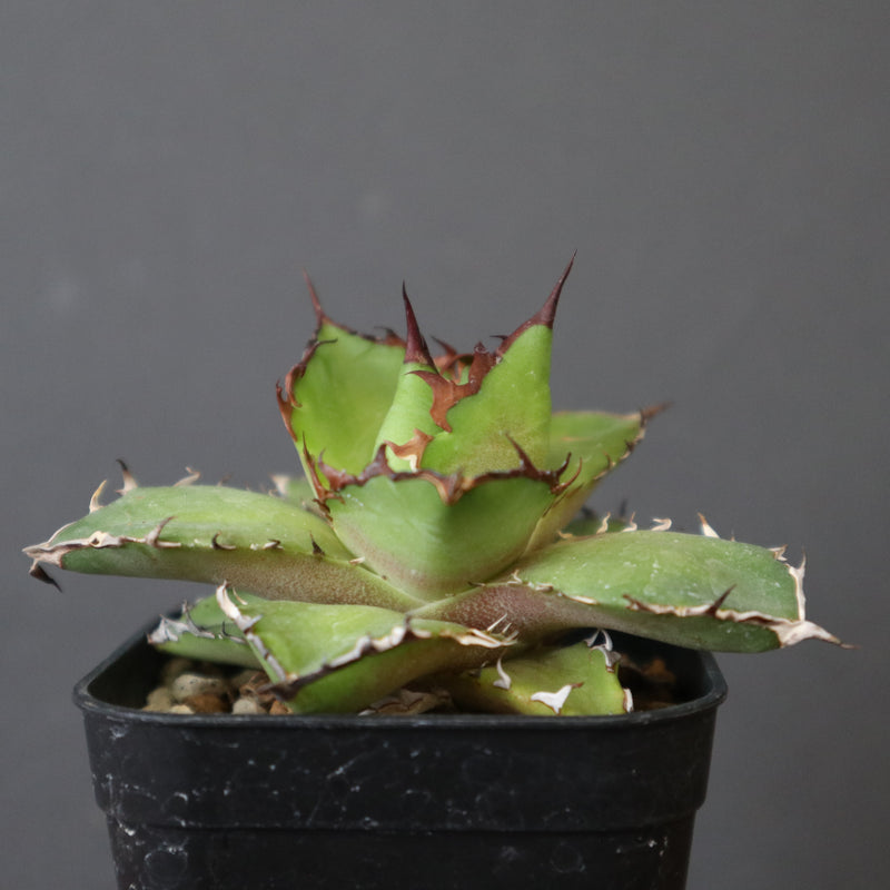 DRAGON AGAVE】アガベ 霍利達 × 026 EC2813 – TaiShoDo ONLINE SHOP