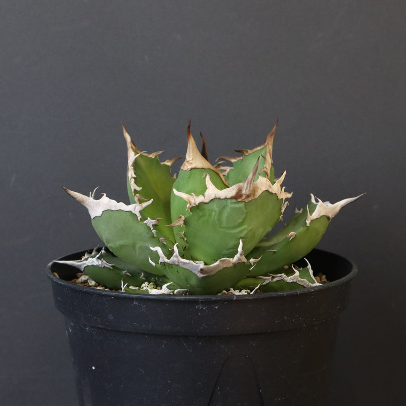 【DRAGON AGAVE】アガベ 黒犀牛　EC1006