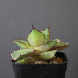 【DRAGON AGAVE】アガベ  霍利達 × 026　 EC2813