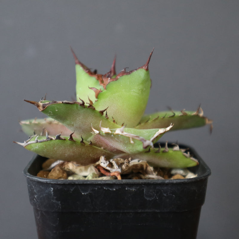 DRAGON AGAVE】アガベ 霍利達 × 026 EC2813 – TaiShoDo ONLINE SHOP