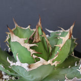 【DRAGON AGAVE】アガベ 黒犀牛　EC1006