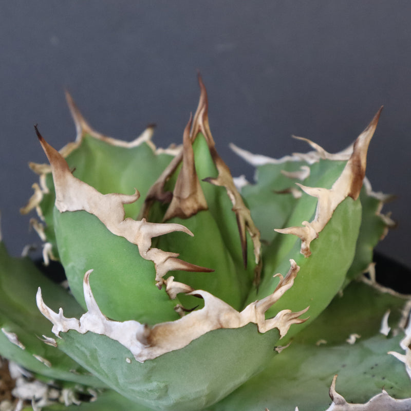 【DRAGON AGAVE】アガベ 黒犀牛　EC1006