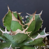 【DRAGON AGAVE】アガベ 黒犀牛　EC1006