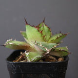 【DRAGON AGAVE】アガベ  霍利達 × 026　 EC2813