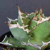 【DRAGON AGAVE】アガベ 黒犀牛　EC1006