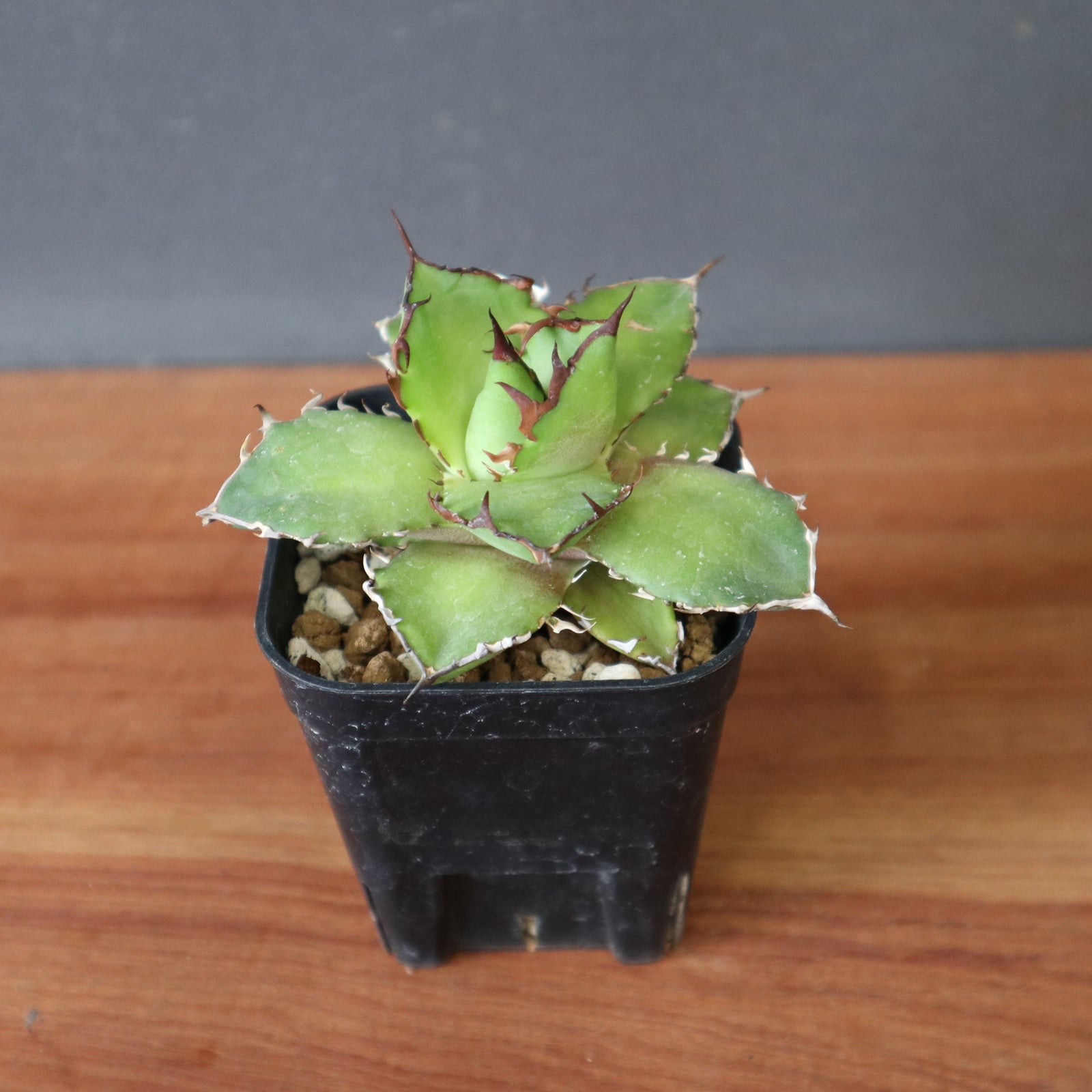 DRAGON AGAVE】アガベ 霍利達 × 026 EC2813 – TaiShoDo ONLINE SHOP
