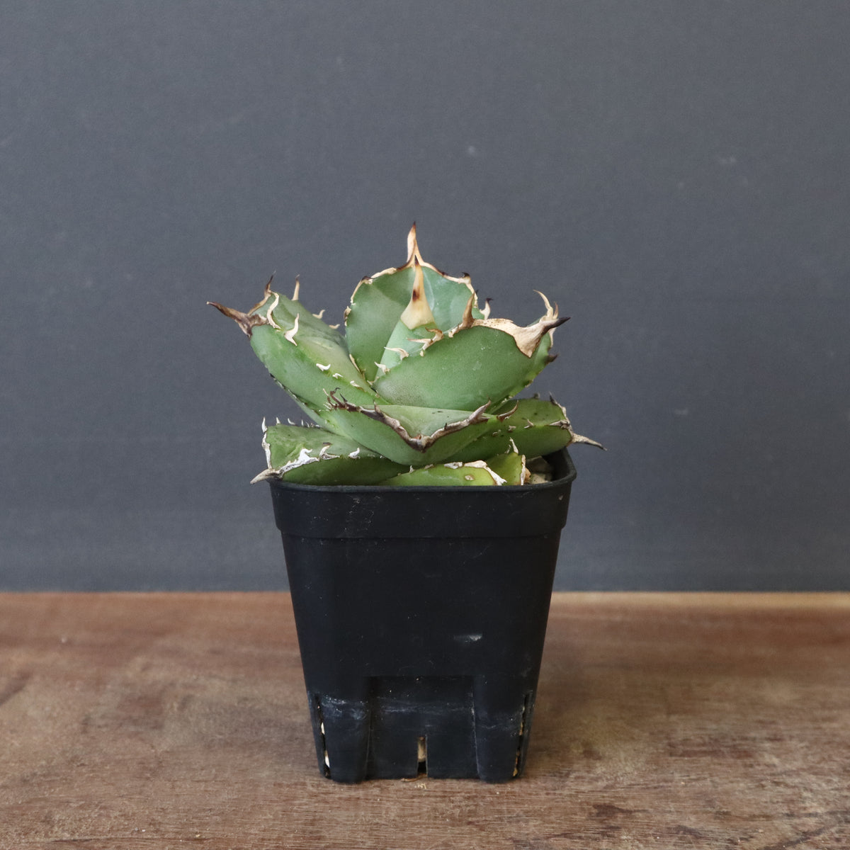 アガベ – 9ページ目 – TaiShoDo ONLINE SHOP