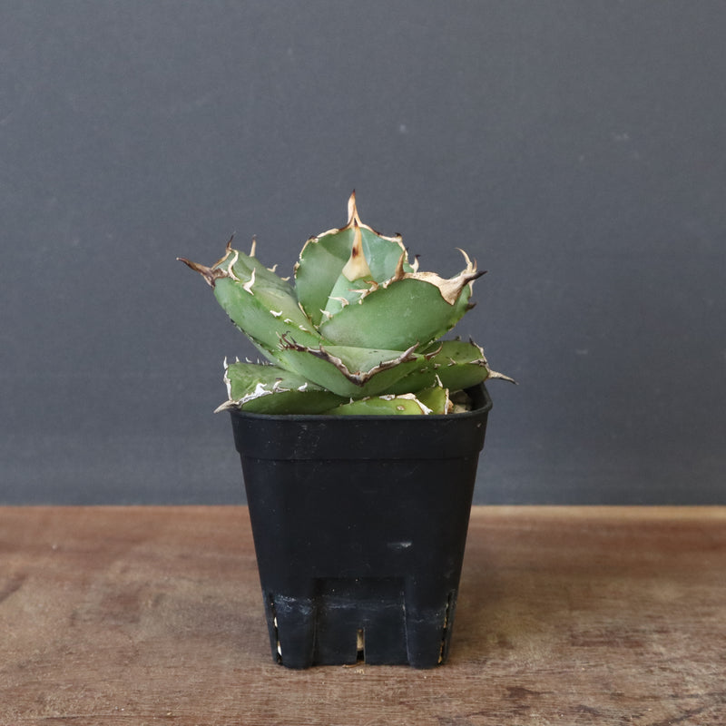 【DRAGON AGAVE】アガベ 虎鯨　EC1009