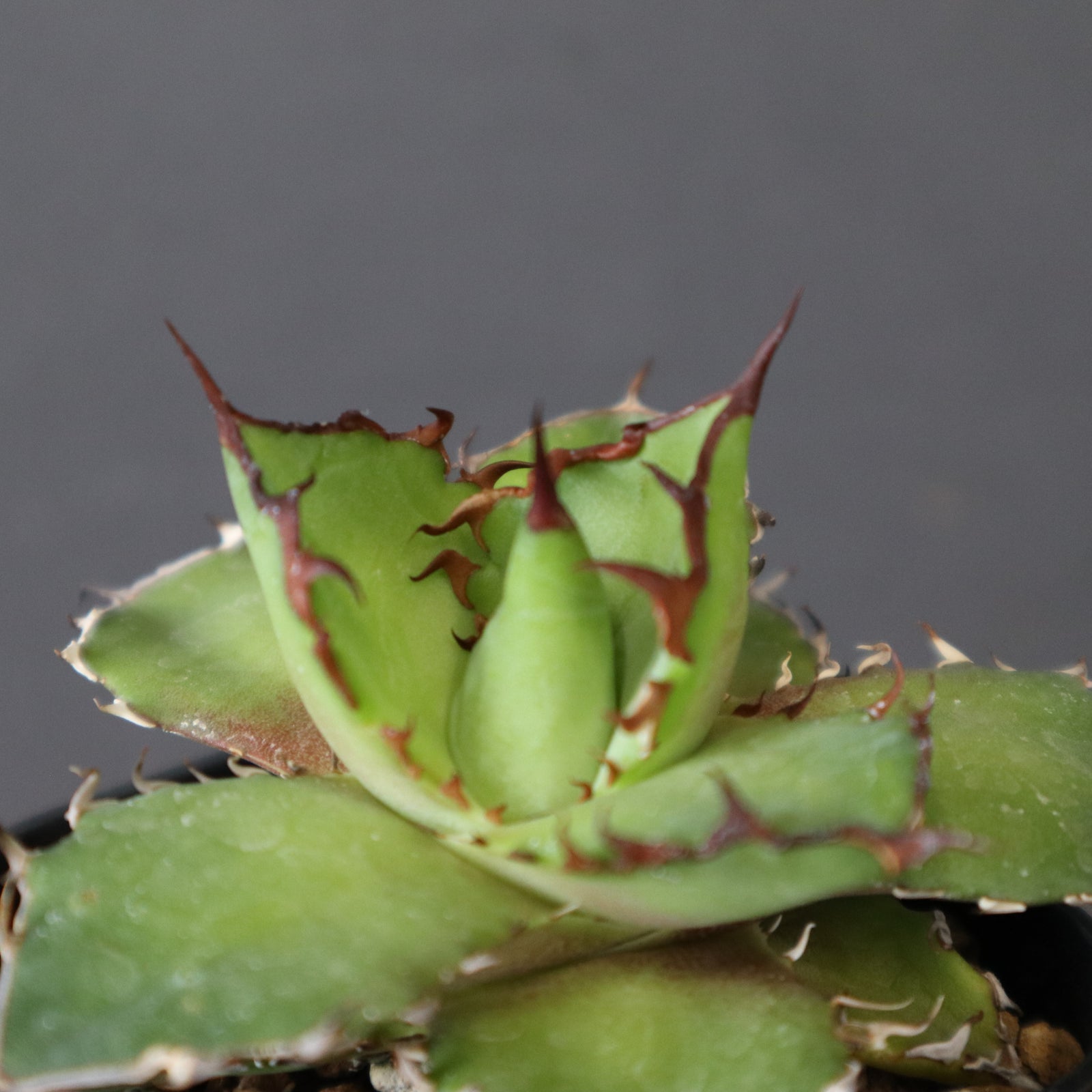 DRAGON AGAVE】アガベ 霍利達 × 026 EC2813 – TaiShoDo ONLINE SHOP