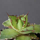 【DRAGON AGAVE】アガベ  霍利達 × 026　 EC2813