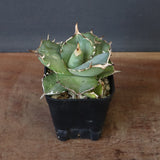 【DRAGON AGAVE】アガベ 虎鯨　EC1009