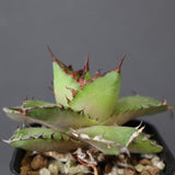 【DRAGON AGAVE】アガベ  霍利達 × 026　 EC2813