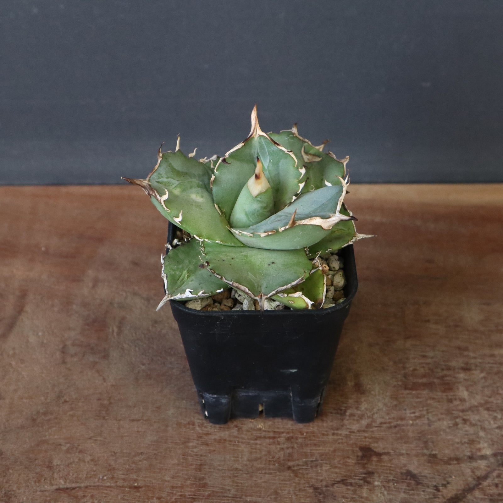 DRAGON AGAVE】アガベ 虎鯨 EC1009 – TaiShoDo ONLINE SHOP
