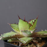 【DRAGON AGAVE】アガベ  霍利達 × 026　 EC2813