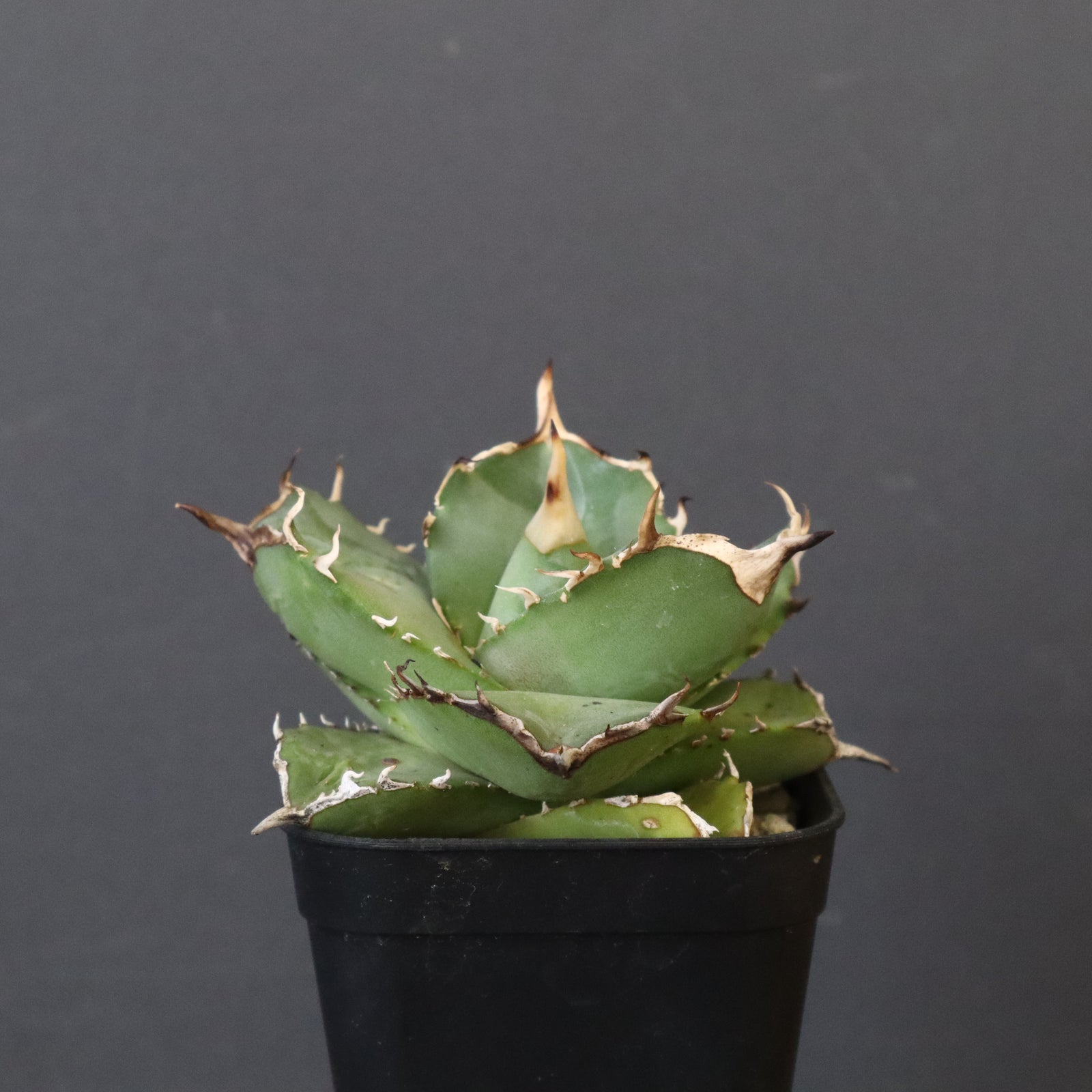 DRAGON AGAVE】アガベ 虎鯨 EC1009 – TaiShoDo ONLINE SHOP